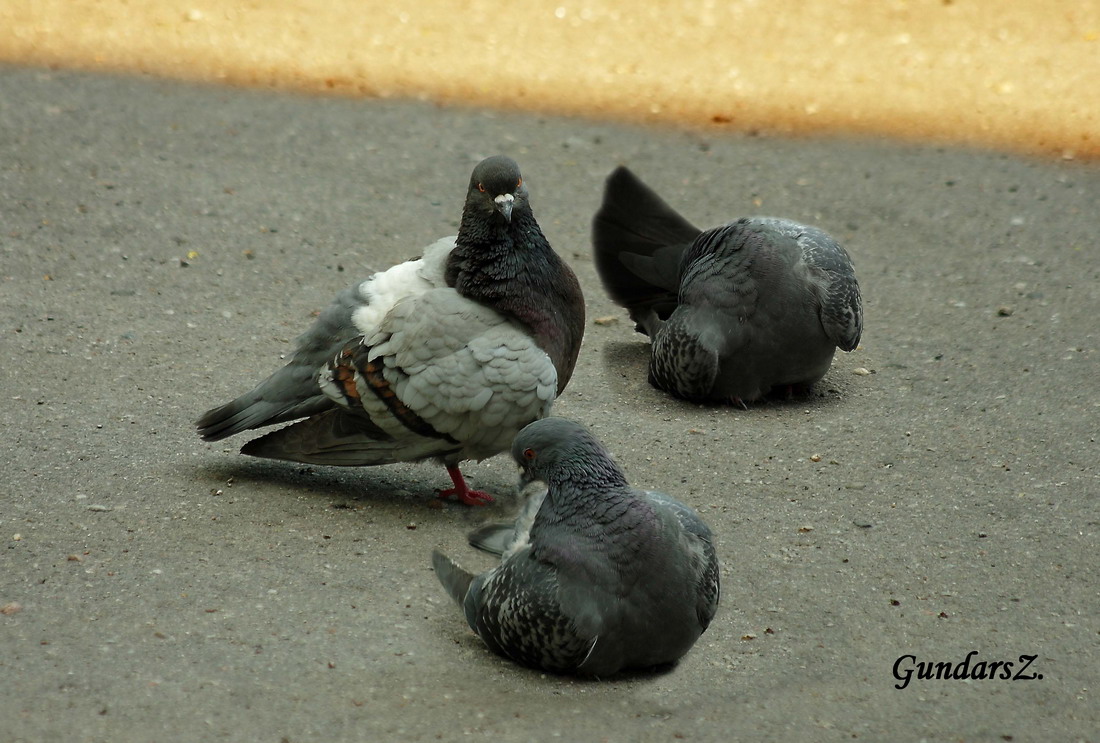 Columba