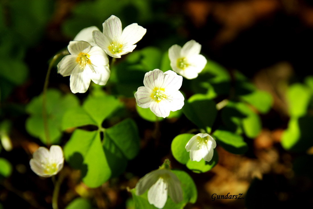 Oxalis acetosella