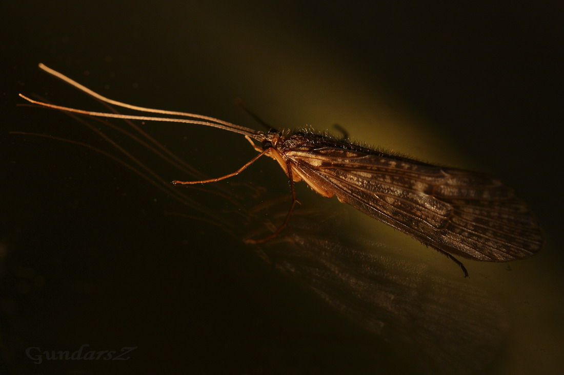 Trichoptera