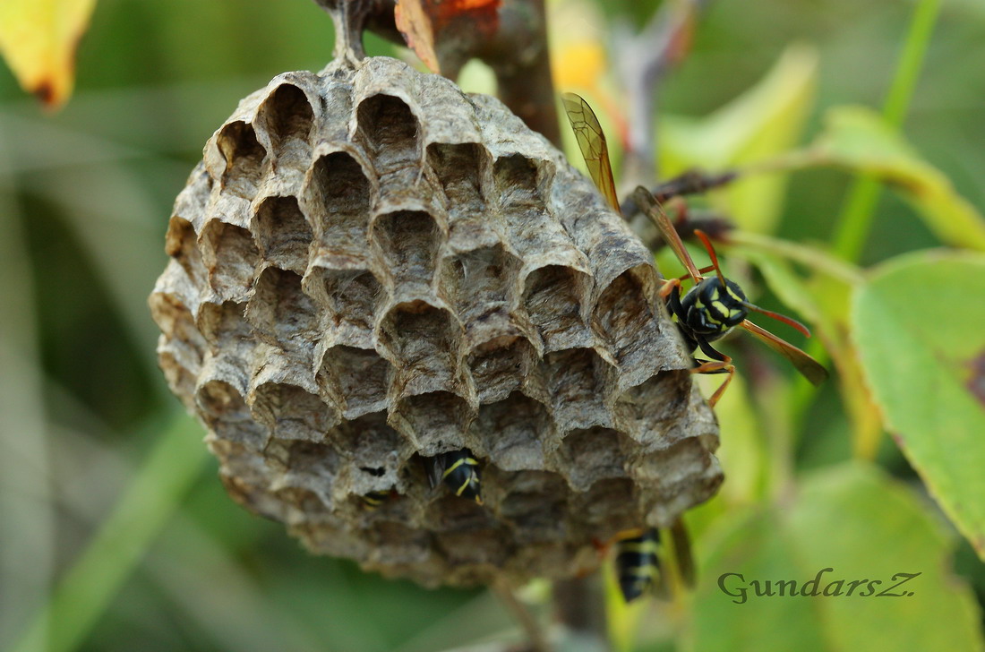 Polistes gallicus