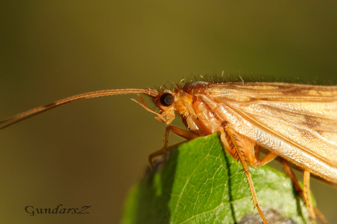 Trichoptera