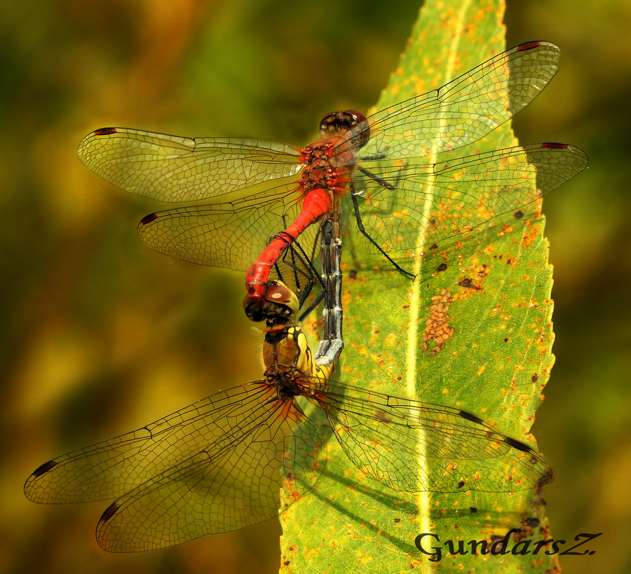 Ruddy Darter 