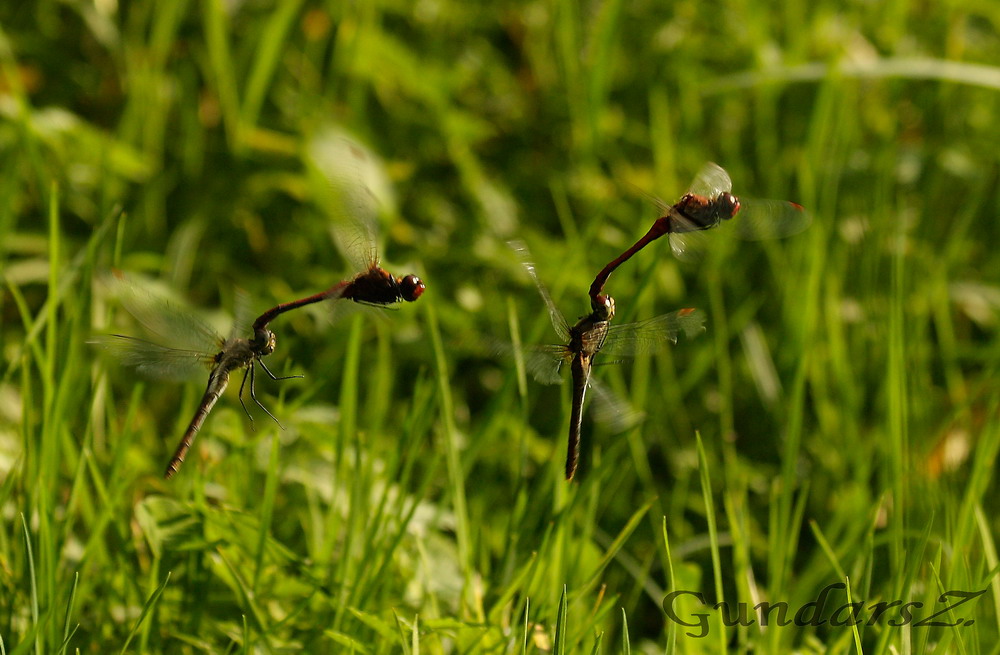 Sympetrum sanguineum