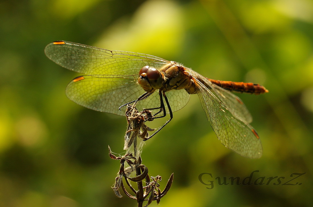 Sympetrum sanguineum