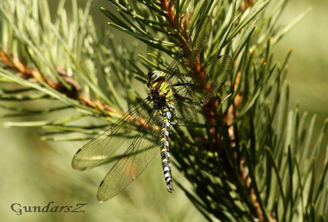 Aeshna cyanea