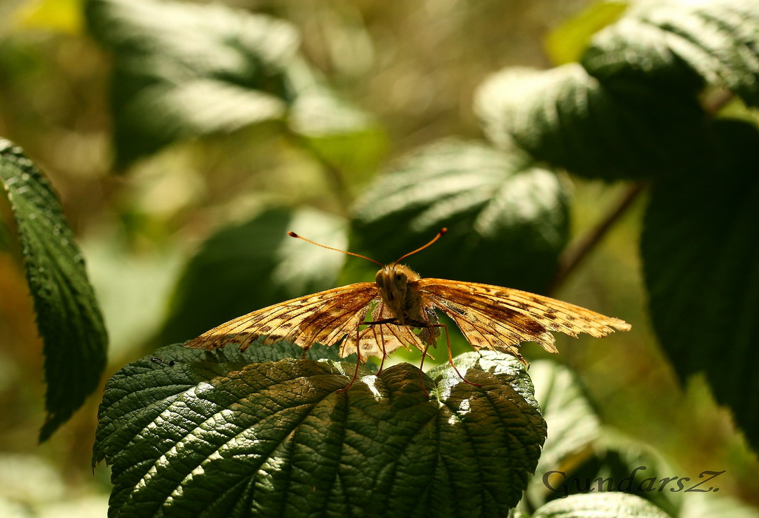 Argynnis paphia