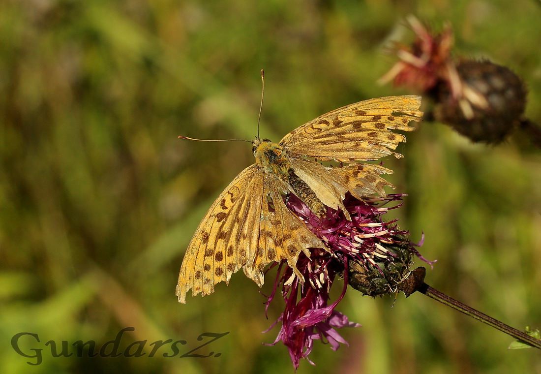 Argynnis paphia