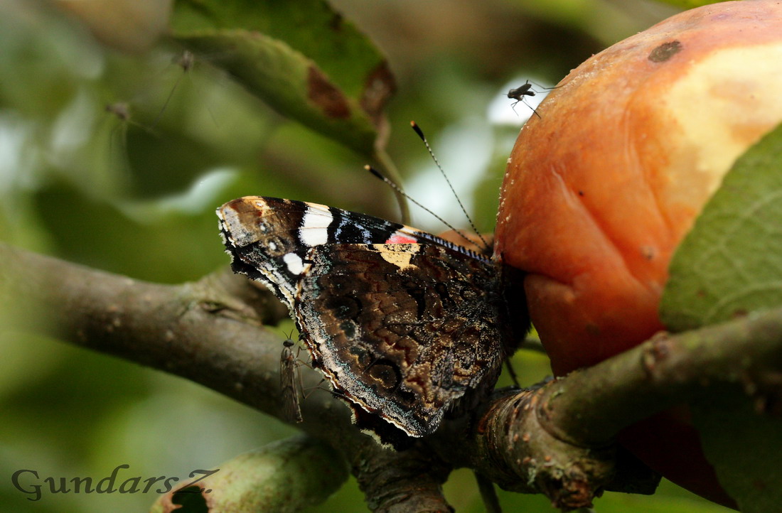 Vanessa atalanta