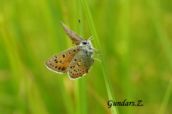 Lycaena hippothoe