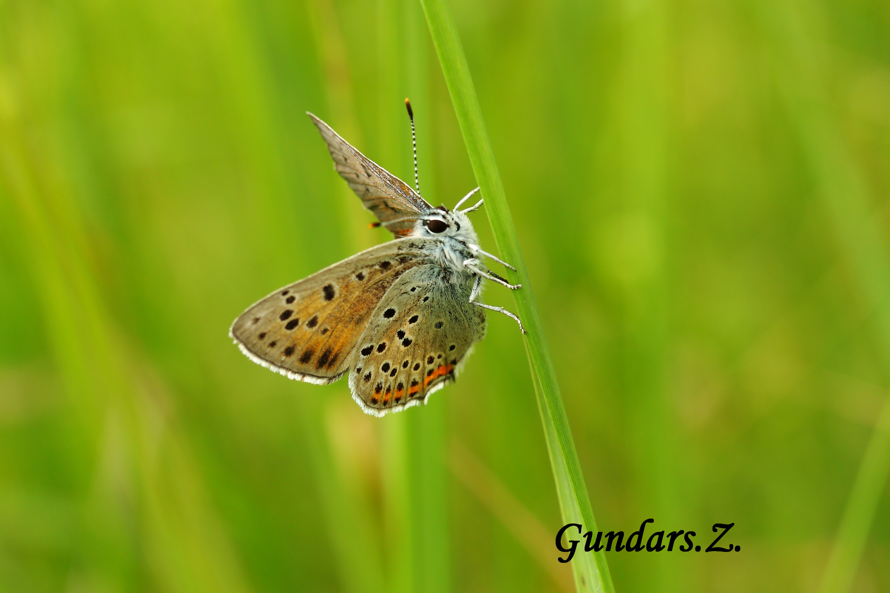 Lycaena hippothoe