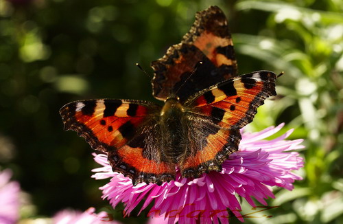 Aglais urticae