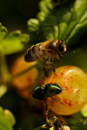 Apis mellifera..et Phoenicia sericata