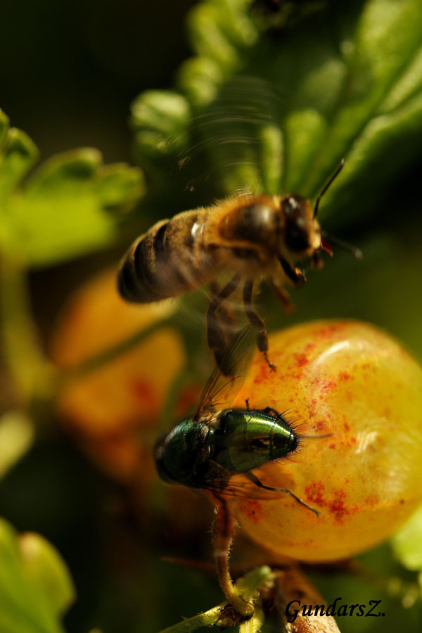 Apis mellifera..et Phoenicia sericata