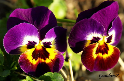 Viola tricolor hortensis