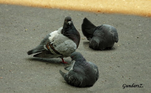 Columbidae