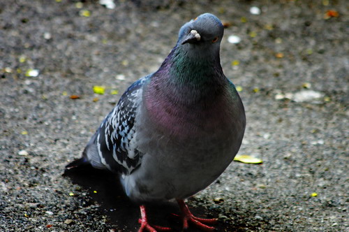 Columba