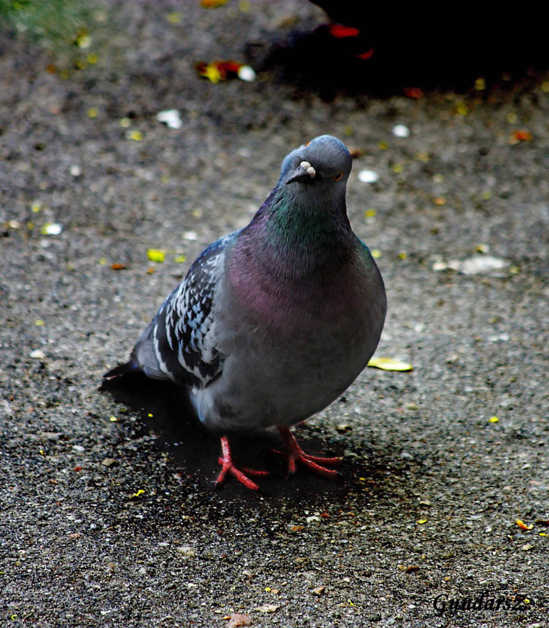 Columbidae