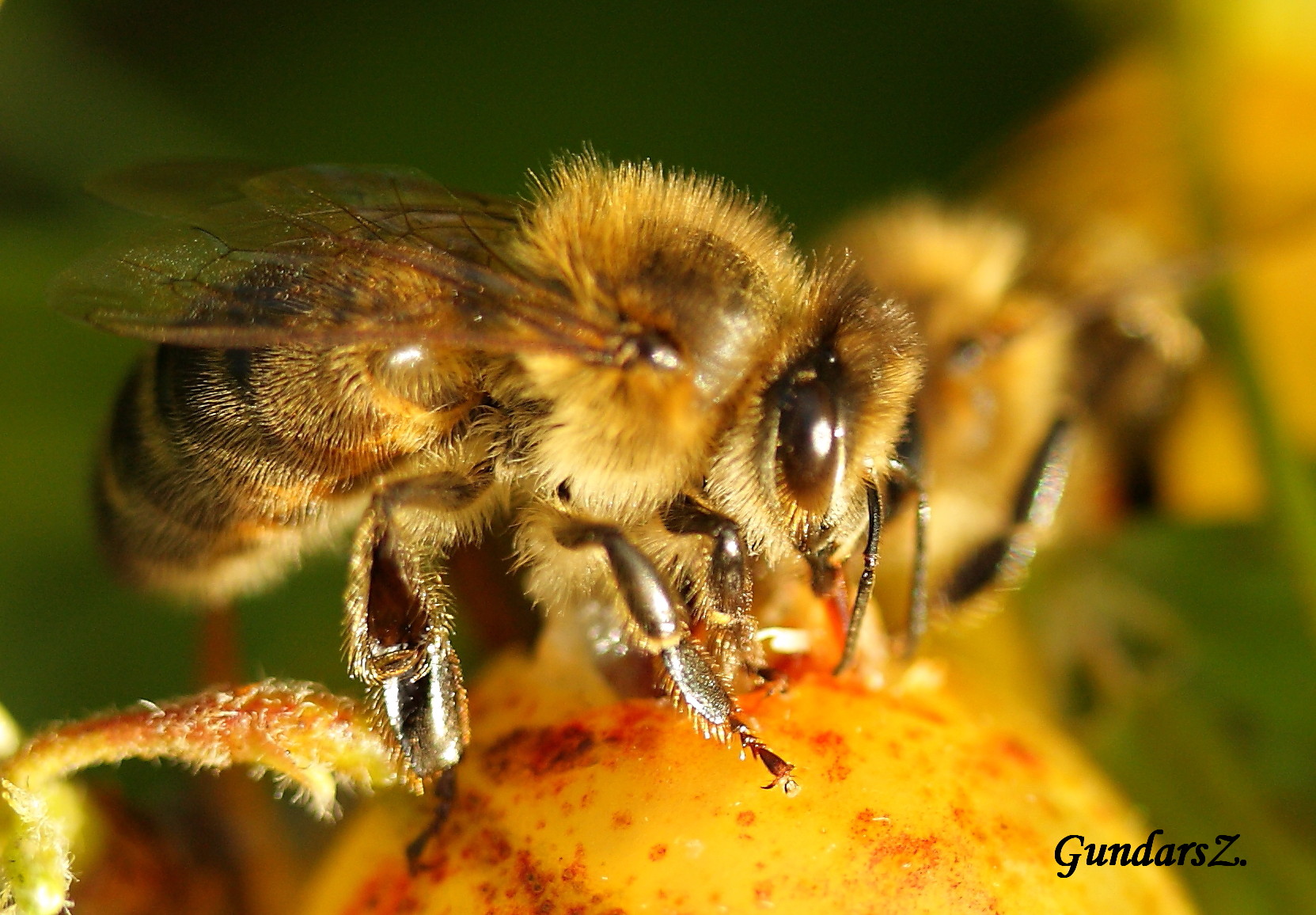 Apis mellifera