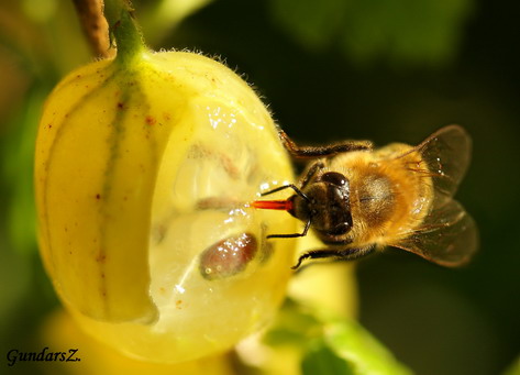 Apis mellifera