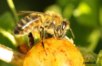 Apis mellifera...ad Grossulariaceam