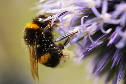 Bombus