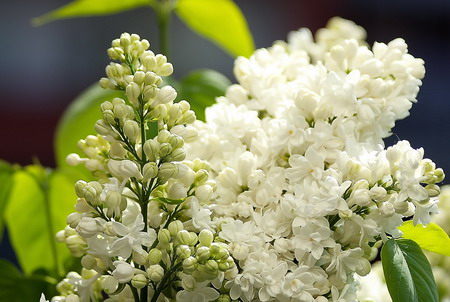 Syringa