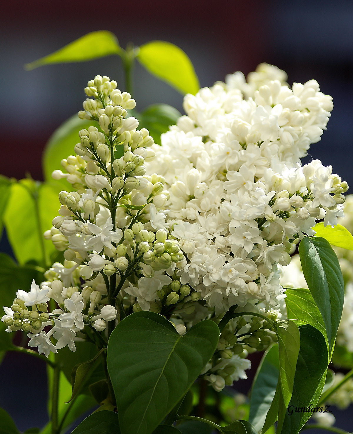 Syringa