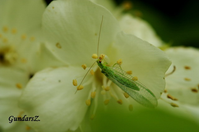 Neuroptera.Chrysopa perla