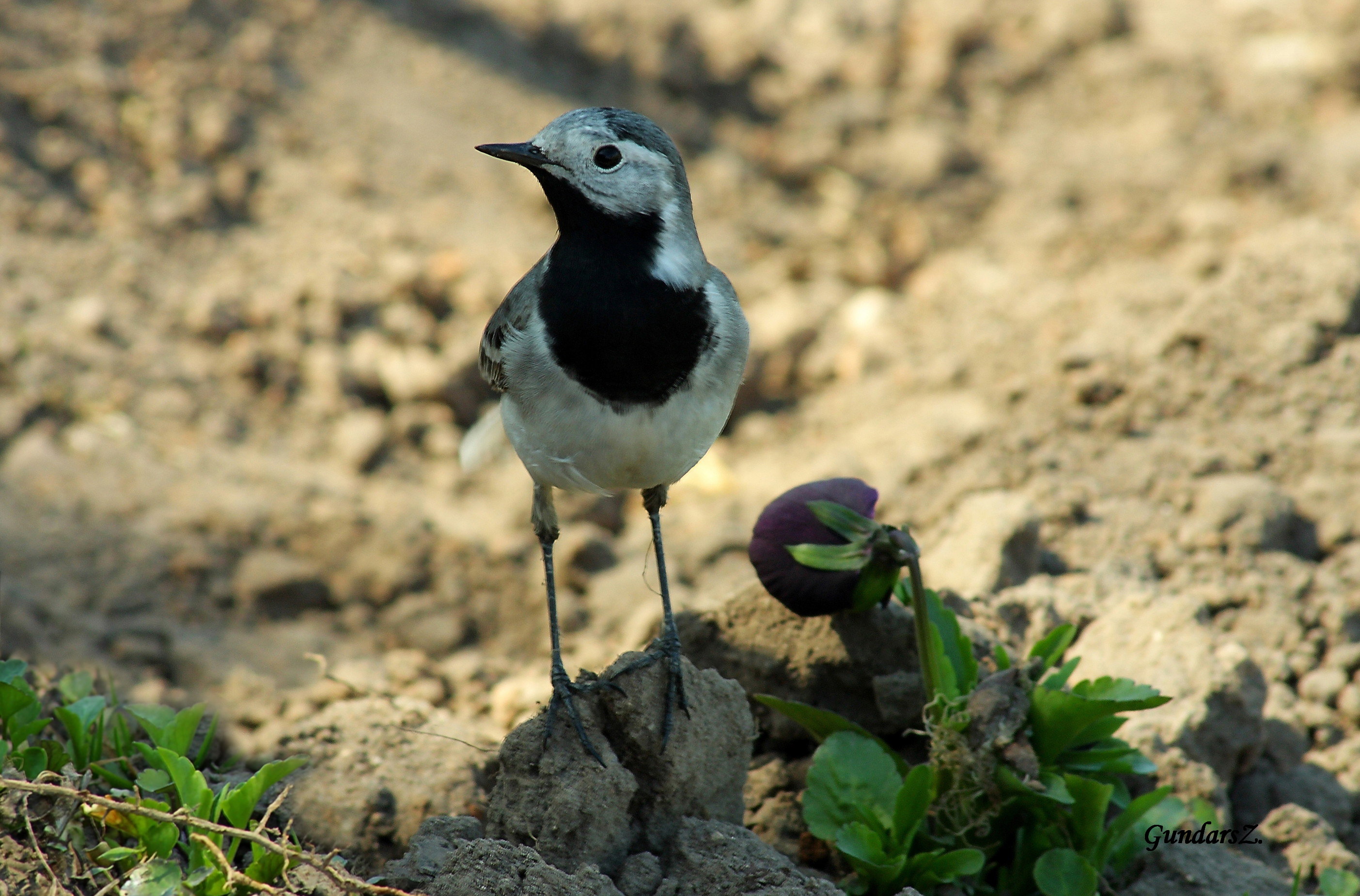 Motacilla alba