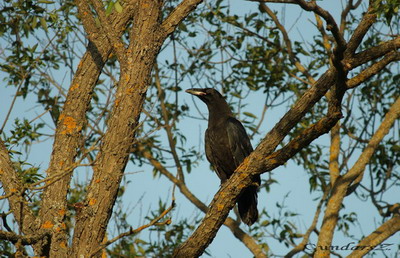 Corvus corax