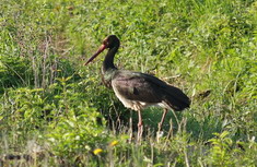 Melnais stārķis,Ciconia nigra