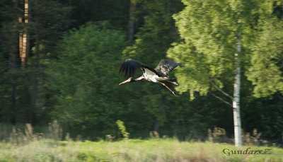 Ciconia nigra