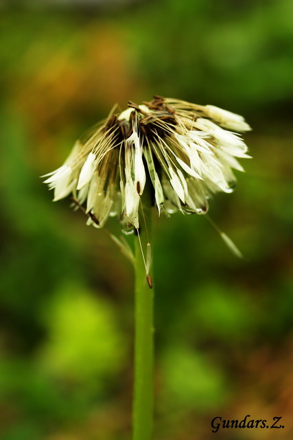 Taraxacum