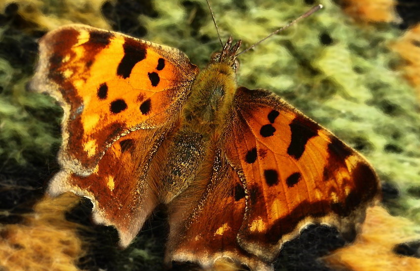 Polygonia c-album 