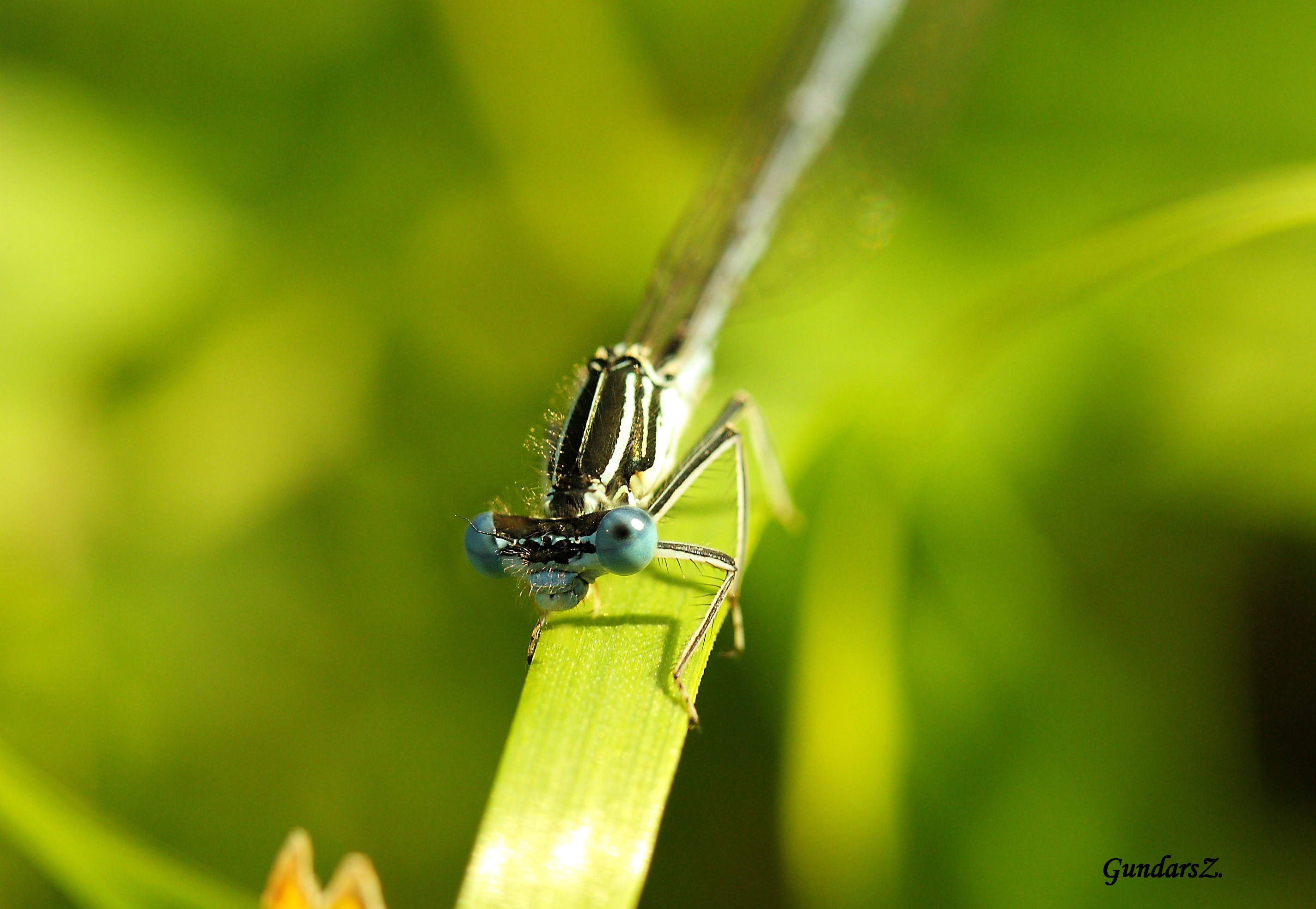 Coenagrion puella