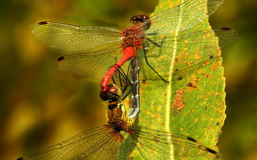 Sympetrum sanguineum