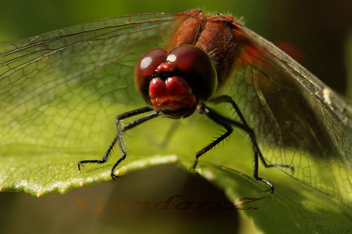 sympetrum sanguineum