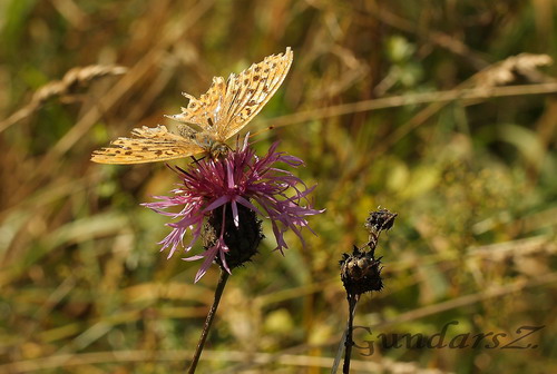 Argynnis paphia