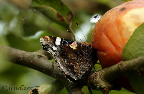 Vanessa atalanta