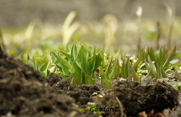 Tulipa