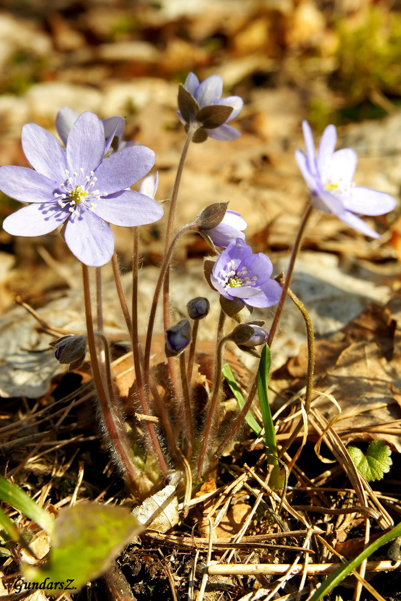 Hepatica nobilis Mill