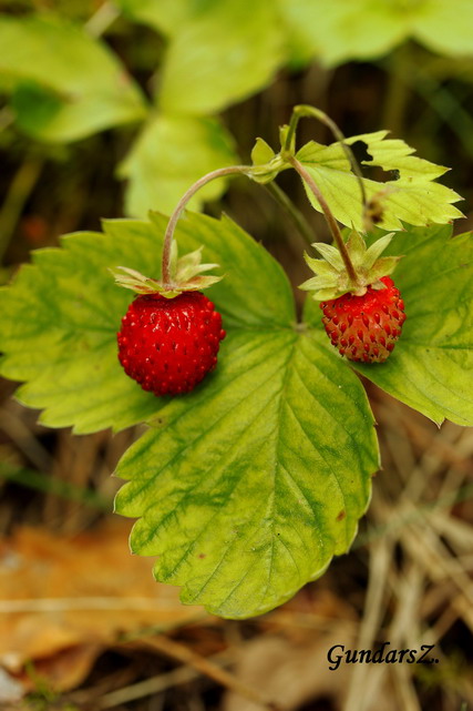 Fragaria vesca