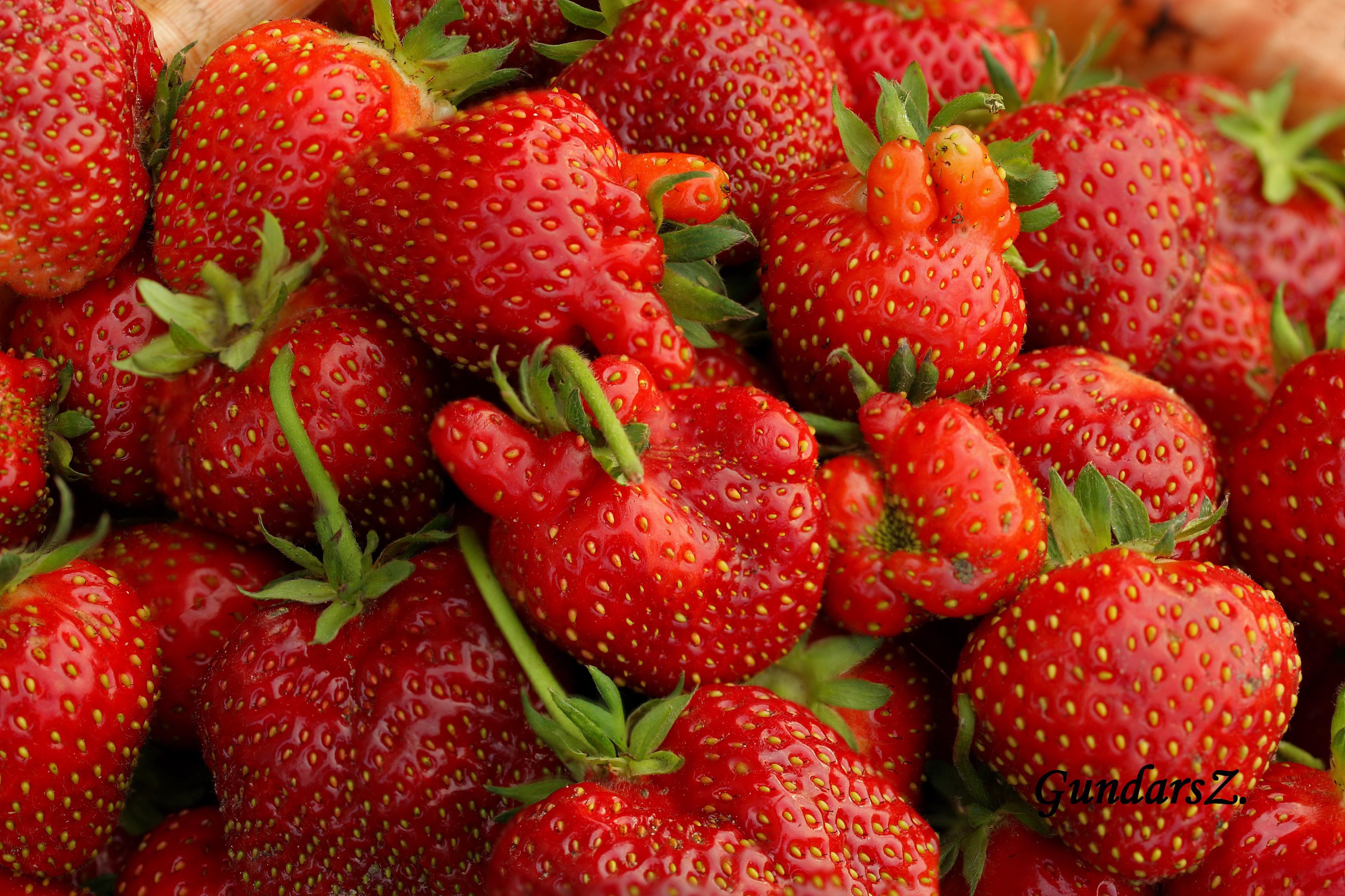 Fragaria